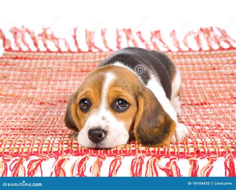 Sad Beagle Puppy Lying on Red Carpet Stock Image - Image of large, resting: 10104435