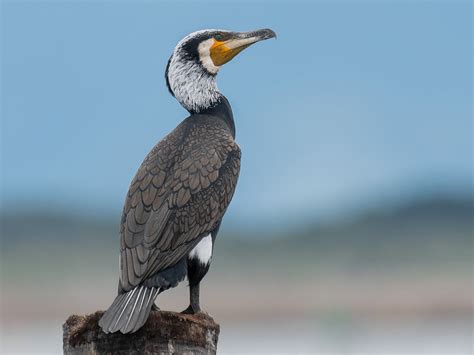 Great Cormorant - eBird