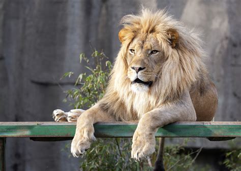 African Lion - San Francisco Zoo & Gardens