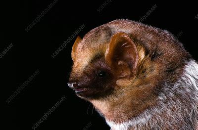 Seminole bat (Lasiurus seminolus) - Stock Image - C033/9123 - Science Photo Library