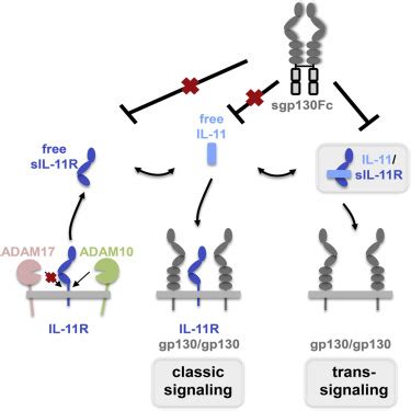 Proteolytic Cleavage Governs Interleukin-11 Trans-signaling: Cell Reports