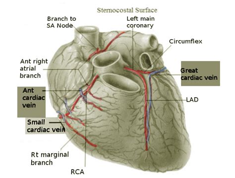 Anterior Cardiac Vein