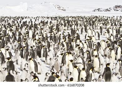 566 Penguin Migration Images, Stock Photos & Vectors | Shutterstock