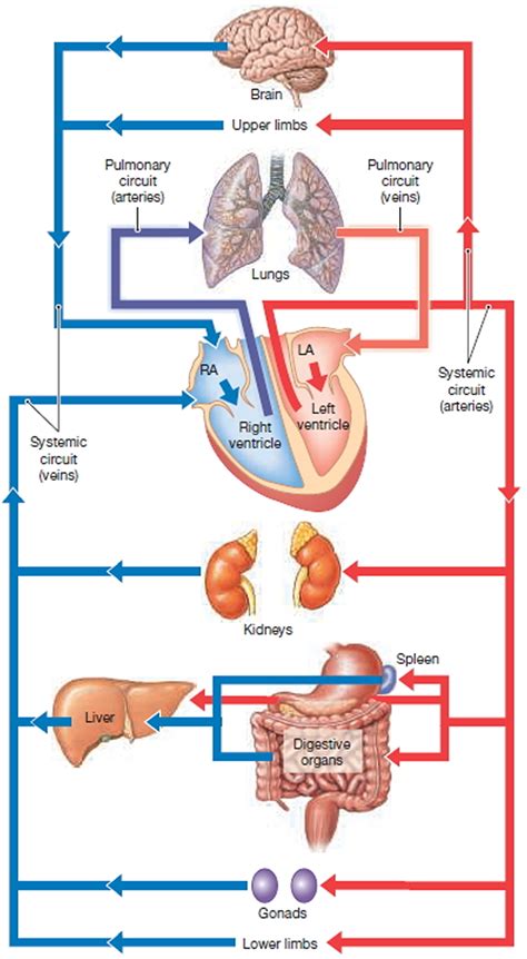 Blood Vessels Types - Layers of Blood Vessels - Carry Blood Away