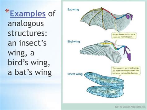 PPT - Homologous & Analogous Structures (page 26) PowerPoint Presentation - ID:6017724