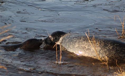 Harbor seals swimming stock image. Image of friesland - 84946951