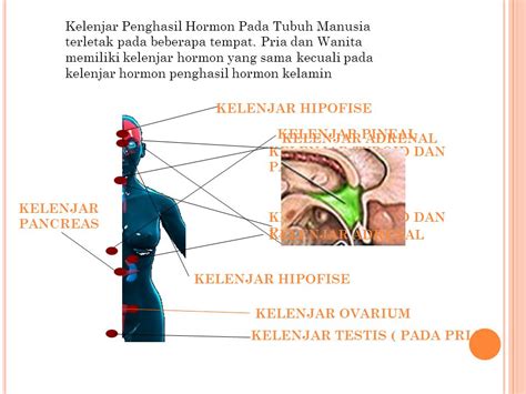 Hormon Yang Disekresikan Kelenjar Pituitari Anterior Kecuali