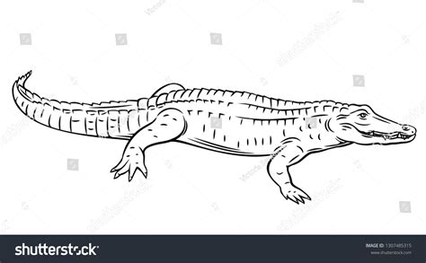 21,537 Alligator Drawing Images, Stock Photos & Vectors | Shutterstock