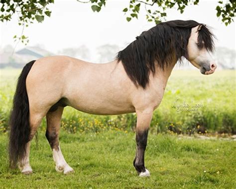 Mini Hoofbeats Studio: Horses and Ponies from the Celtic Regions: The Welsh Mountain Pony