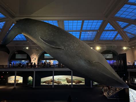 Life-sized blue whale exhibit at the American Museum of Natural History ...