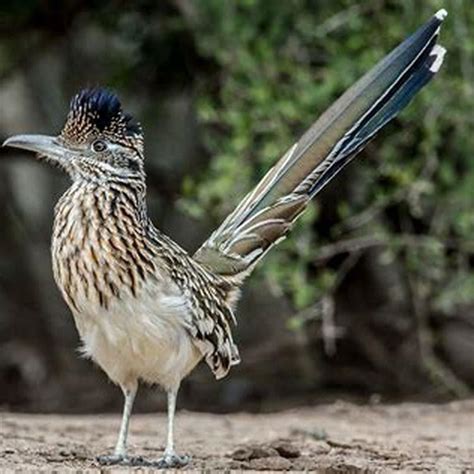 What does the greater roadrunner do? - DIY Seattle