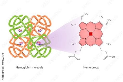 Hemoglobin chemical structure. Heme group structure. Stock Vector ...