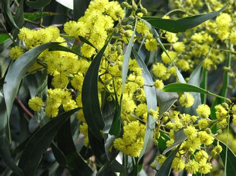 Acacia Golden Wattle 10" Pot - Hello Hello Plants & Garden Supplies