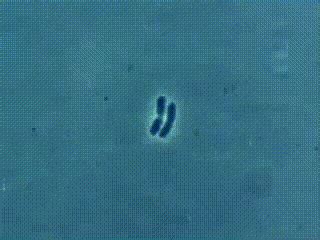 Bacteria Multiplying GIFs - Find & Share on GIPHY