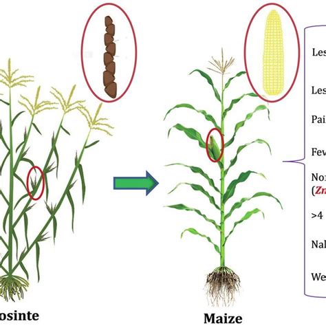 Morphological changes during maize domestication and the underlying key ...