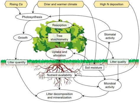 Rainforest Life Cycle