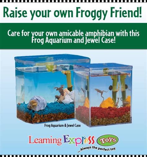 Frogs are here! $24.99 gets you two dwarf African frogs in an ecosystem. They're the easiest pet ...