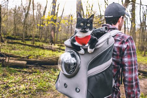 HOW TO FIND THE RIGHT BACKPACK FOR YOU AND YOUR CAT - The Hiking Cat