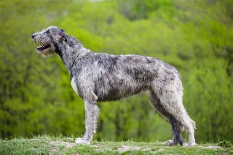 Irish Wolfhound: How Much Do They Cost?