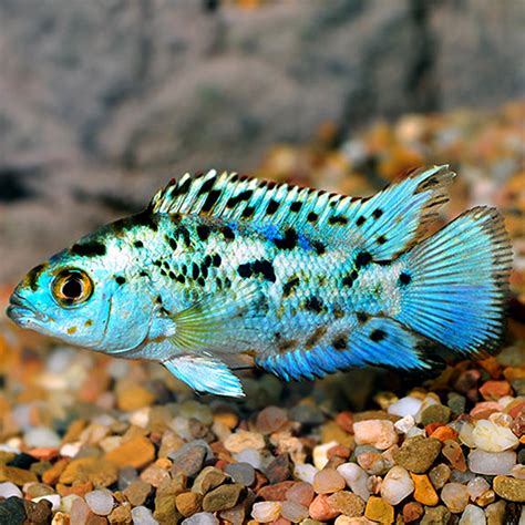 Electric Blue Jack Dempsey South American Cichlid: Tropical Fish for ...