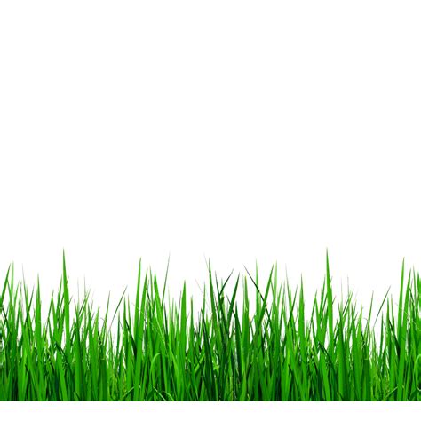 Download High Quality grass transparent border Transparent PNG Images - Art Prim clip arts 2019