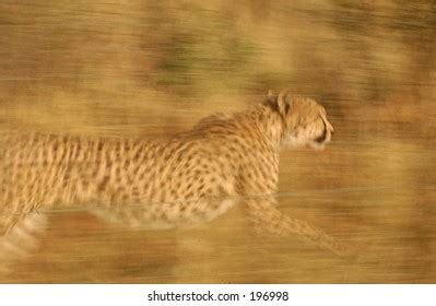 Cheetah Running Namibia Africa Stock Photo 196998 | Shutterstock