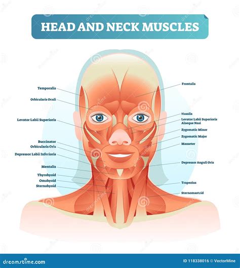 Head And Neck Muscles Labeled Anatomical Diagram, Facial Vector ...