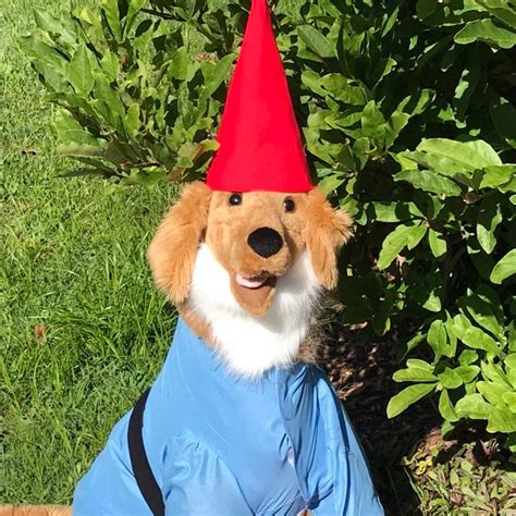 Golden retriever size garden Gnome Dog Halloween Costume for large breed dogs!