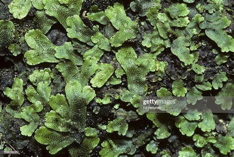 Liverwort Marchantia Bryophyta Habitat Moist Ravine High-Res Stock Photo - Getty Images