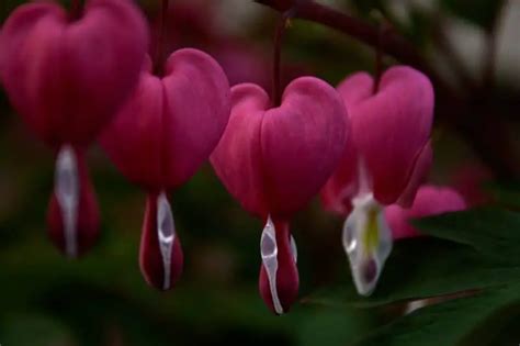 Bleeding Heart is a Beautiful Heart Shaped Flower - Seriously Flowers