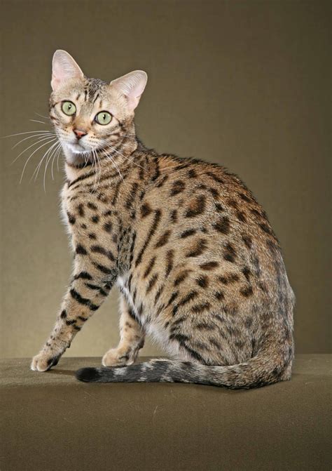 Beautiful Bengal Cat Photography