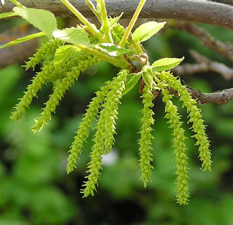 Perspective: Catkins and flowers