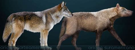 Dire wolf fossil in Las Vegas - evidence of ice age wolves in Nevada