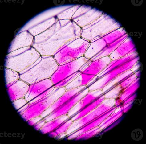 Plant Cells Microscope