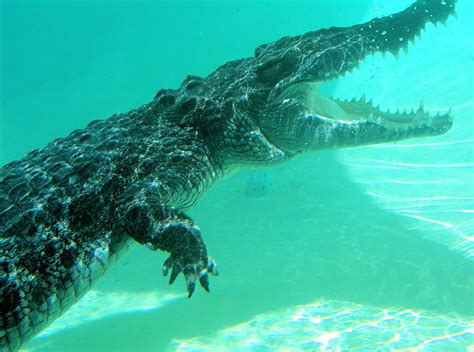 Australian Saltwater Crocodile – Ausemade