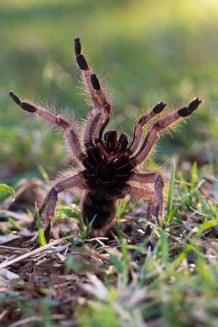 Baboon spiders: hairy monsters or furry friends? - Africa Geographic