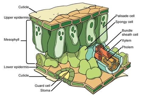 Photosynthesis