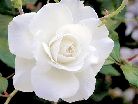 Death Anniversary: A White Rose Meaning