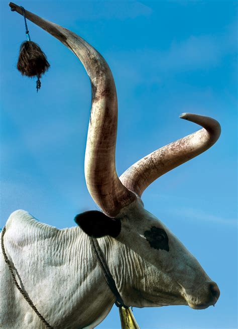 Dinka Cow with Curved Horns, South Sudan