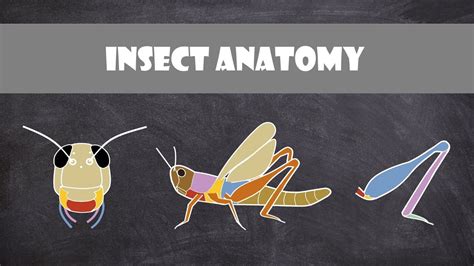 Insect Anatomy | Entomology - YouTube