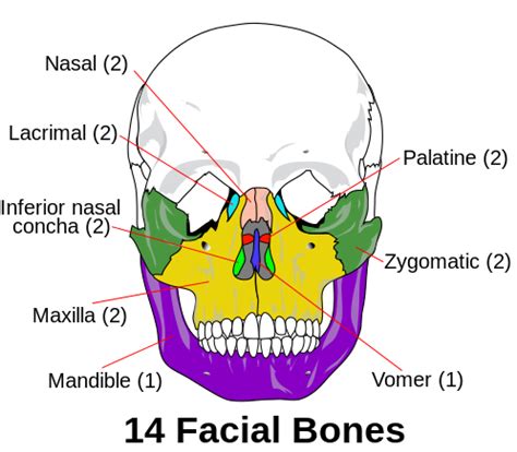 The Skull | Boundless Anatomy and Physiology