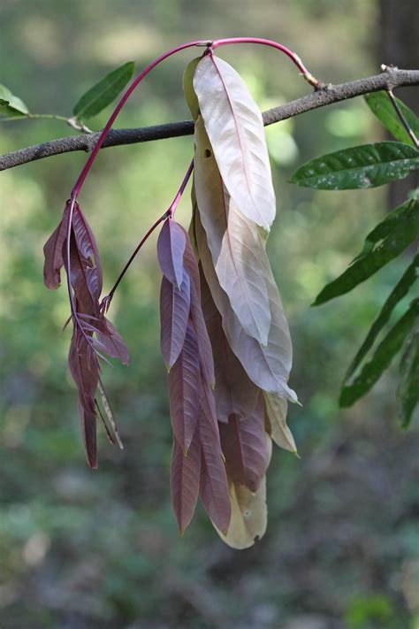 Ashoka Tree Facts and Health Benefits