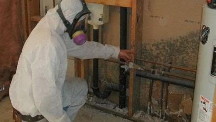 Black Mold Removal Cost | mold removal team