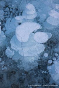 Abraham Lake Bubbles- How to See the Frozen Bubbles in Abraham Lake