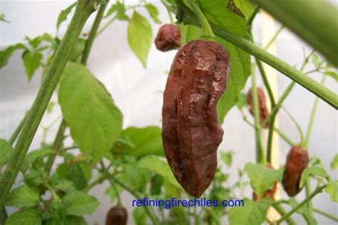 Chocolate Bhut Jolokia | Super Hot Chiles