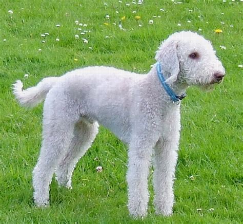 Bedlington terrier – Mille Animali