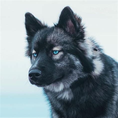 Pin by Nichole Akins on dogs in 2020 | Husky puppy, Dogs, Siberian ...