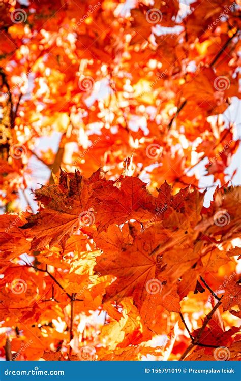 Bright Red Maple Leaves in Fall Against Sky on Tree. Stock Image - Image of landscape, autumnal ...