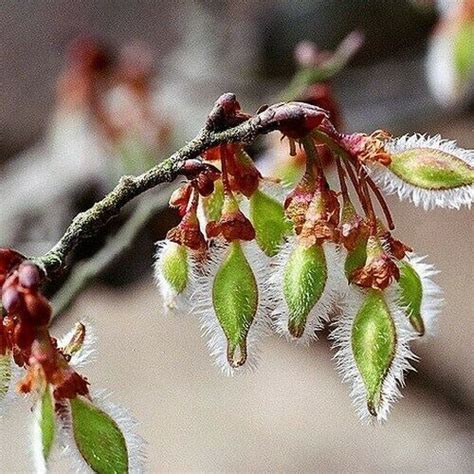 SHIP FROM US 60 Winged Elm Tree Seeds (Ulmus alata), Tree Seeds UTS04 ...