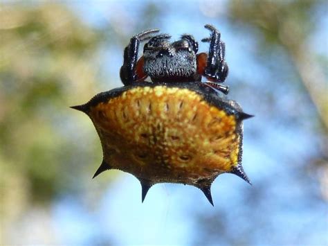 Box kite spider - Alchetron, The Free Social Encyclopedia